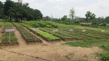 चुरे दिवसका अवसरमा एक लाख बोटबिरुवा रोपिँदै